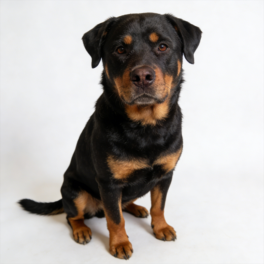 Rottweiler