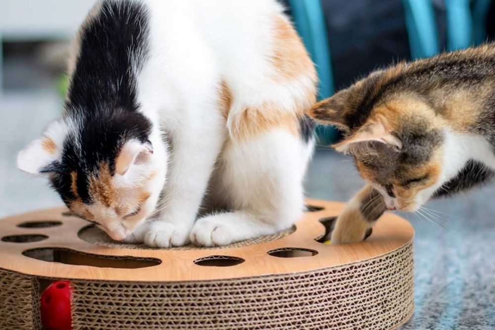 two-kittens-playing-together-with-a-toy-scratchin-2022-03-29-22-17-09-utc.jpg